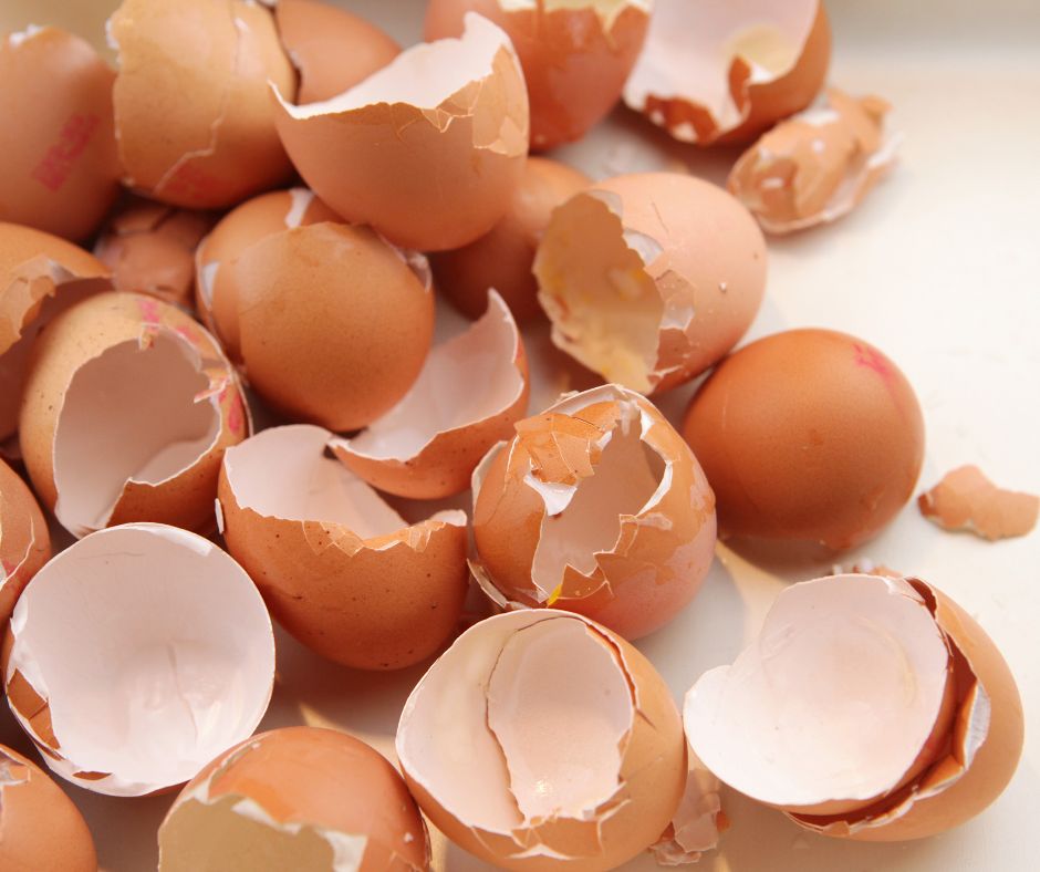 Egg shells for the disposal