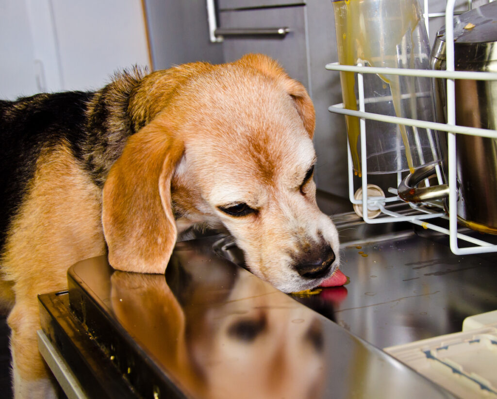 dishwasher leaking